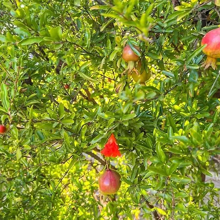 Tierra Sana فيلة