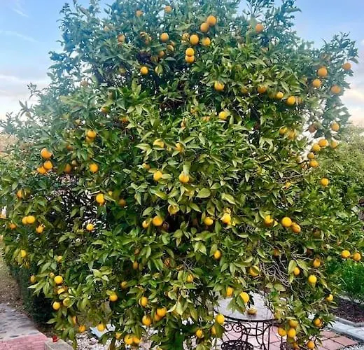 别墅 Tierra Sana 埃斯特波纳